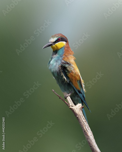 Bee-eater Birds Gruccione colorati © Francesco Schillaci