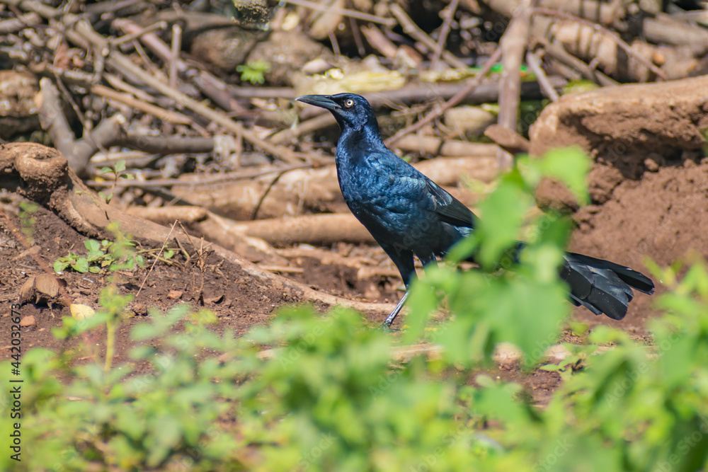 Hermosas Aves en bosques de Usulutan, El Salvador