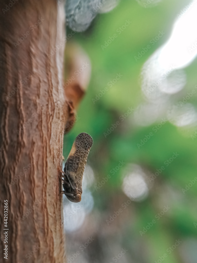 Hay un insecto en la planta Hay un insecto en la planta