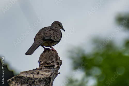 Hermosas Aves en bosques de Usulutan, El Salvador