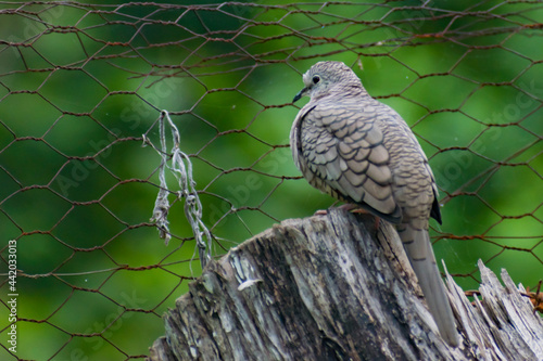 Hermosas Aves en bosques de Usulutan, El Salvador