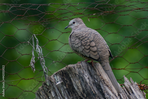 Hermosas Aves en bosques de Usulutan, El Salvador