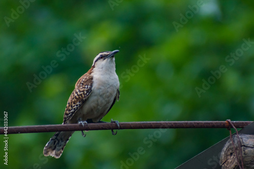 Hermosas Aves en bosques de Usulutan, El Salvador