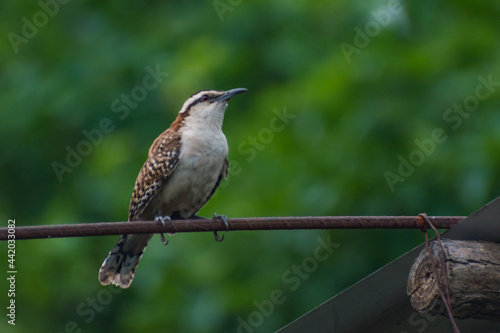 Hermosas Aves en bosques de Usulutan, El Salvador