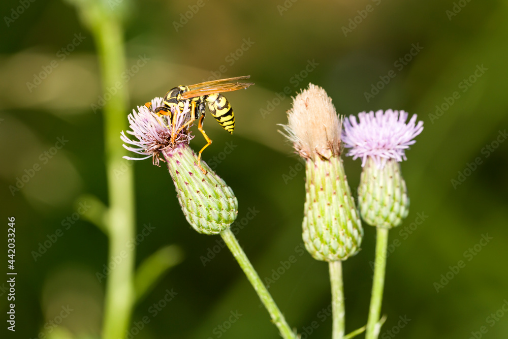 Hornet with its head buried in the blossom of a thistle bloom Hornet with its head buried in the blossom of a thistle bloom