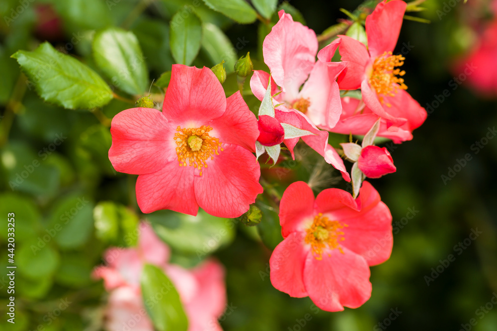 Vivid pink wild rose bushes with a dark background Vivid pink wild rose bushes with a dark background