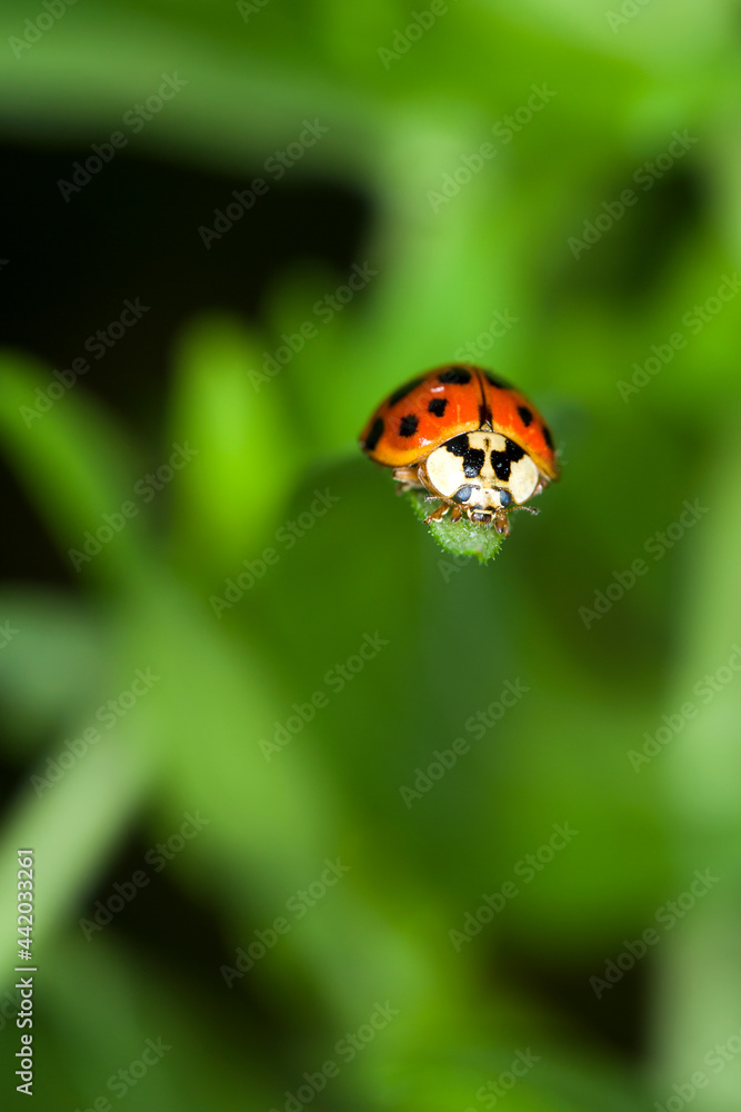 Ladybug in focus over a highly defocused background of greenery Ladybug in focus over a highly defocused background of greenery