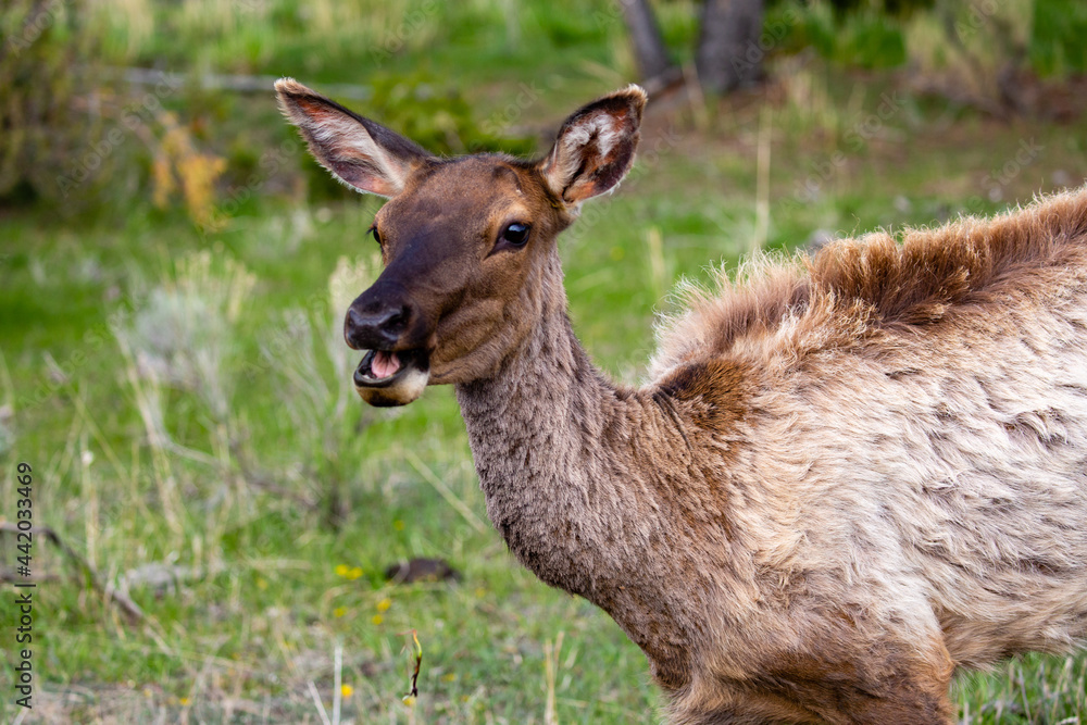 Female elk eating in Yellowstone National Park, Wyoming in springtime Female elk eating in Yellowstone National Park, Wyoming in springtime