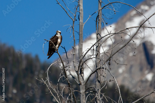 Osprey (Pandion haliaetus) perched on a branch, with copy space
