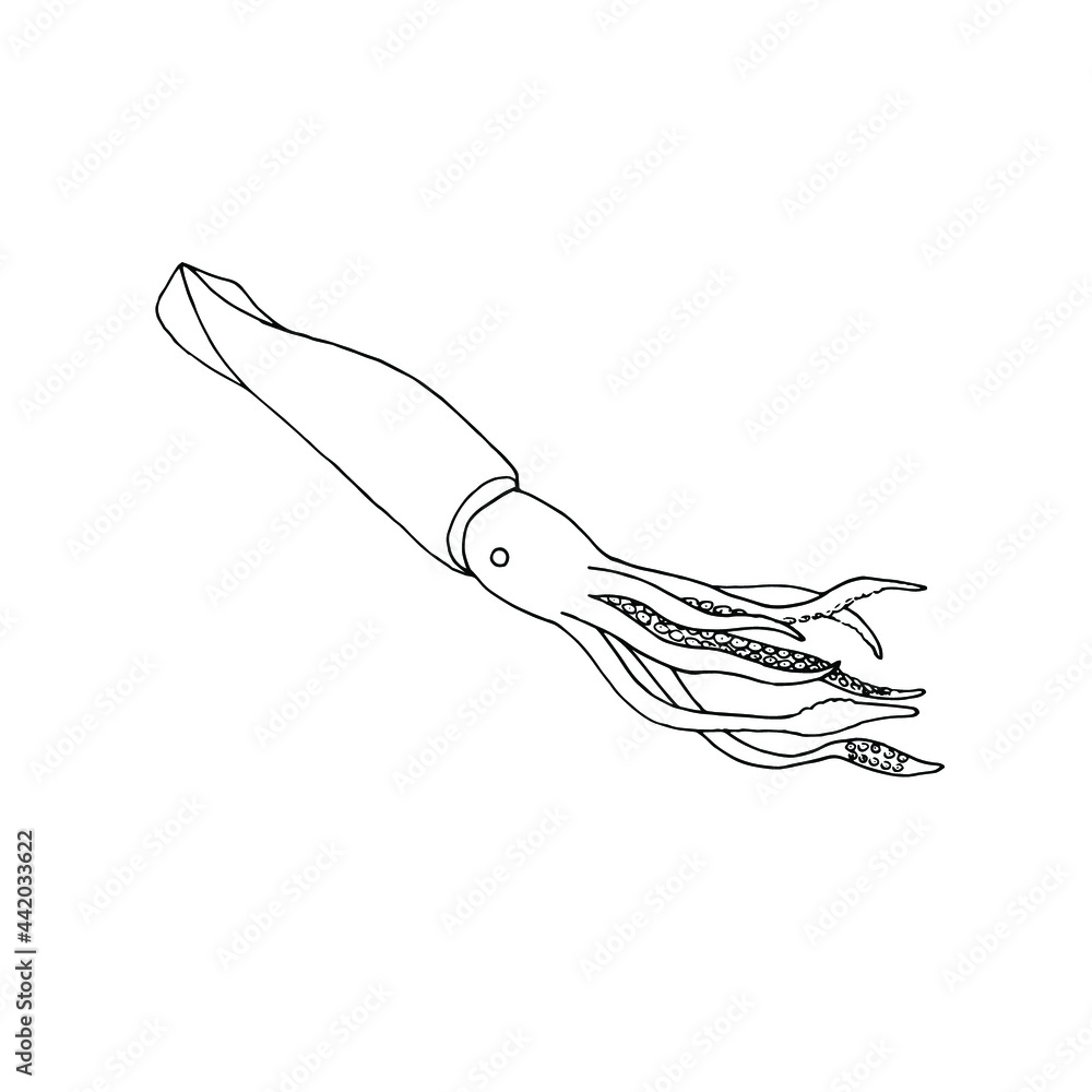 Obraz premium Line art Squid. Menu design, logo design. Doodle underwater animal. Exotic food