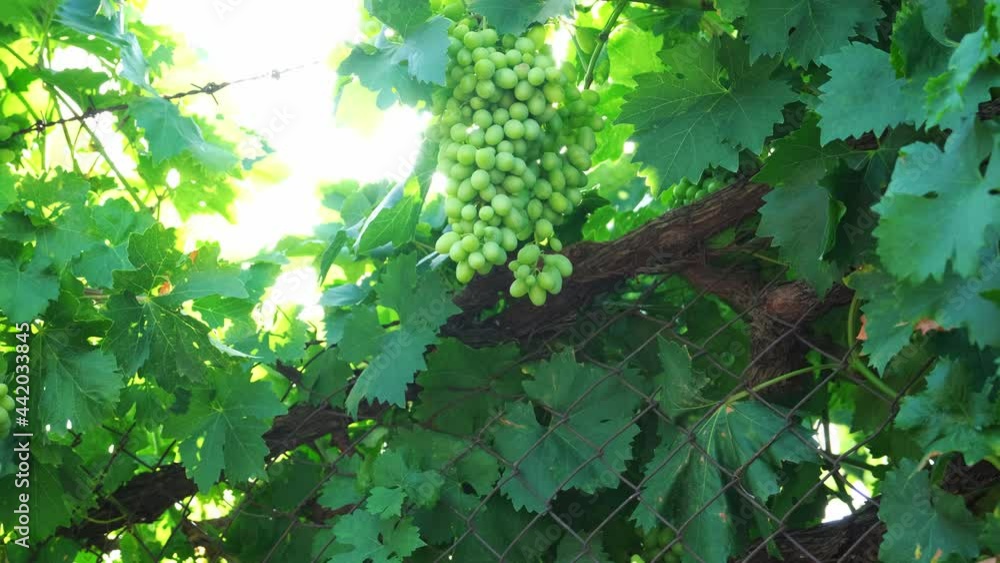 green grapes in the garden, close-up, selective focus, tinted image, growing different varieties of grapes in your garden, several bushes with clusters of young green grapes