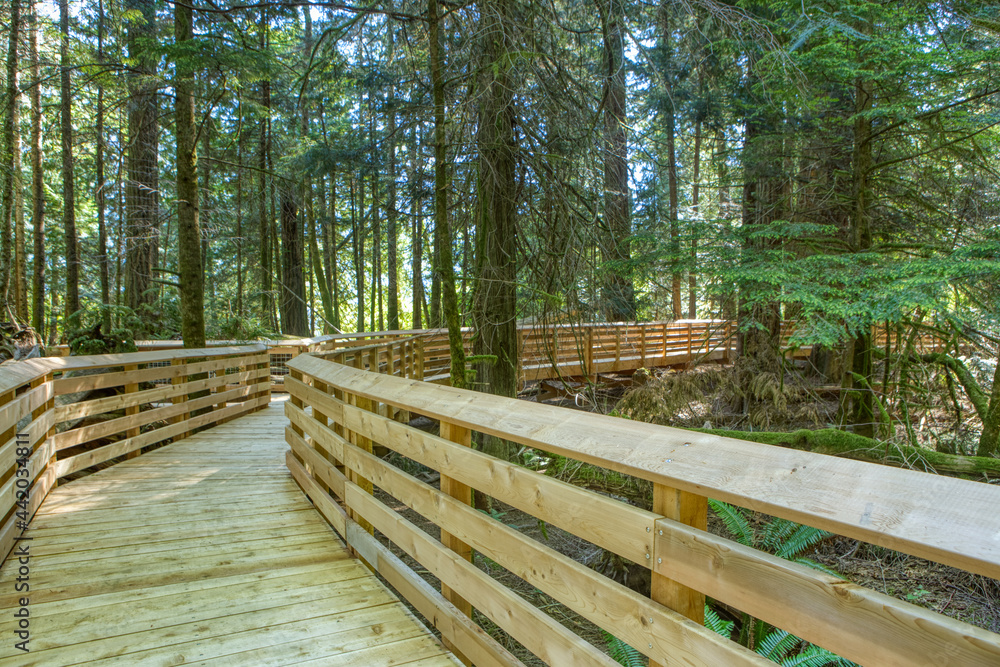 Wooden bridge structure under construction in the middle of an old forest