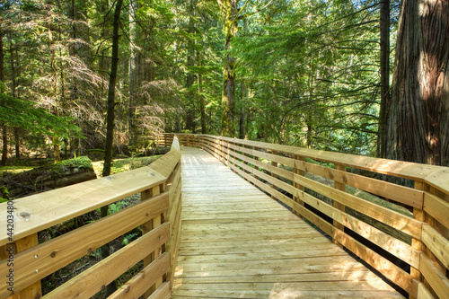 Wooden bridge structure under construction in the middle of an old forest