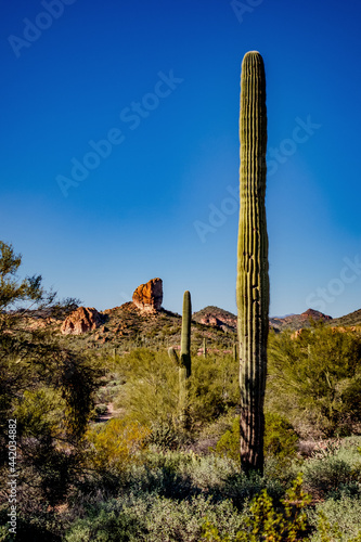 ocotillo in the desert © Scott Bufkin