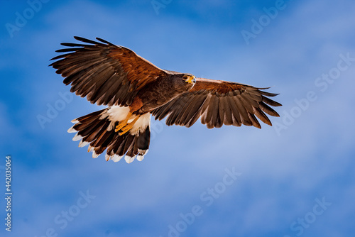 Harris's Hawk in flight