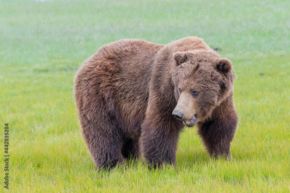 Alaska Peninsula Brown Bear or Coastal Brown Bear