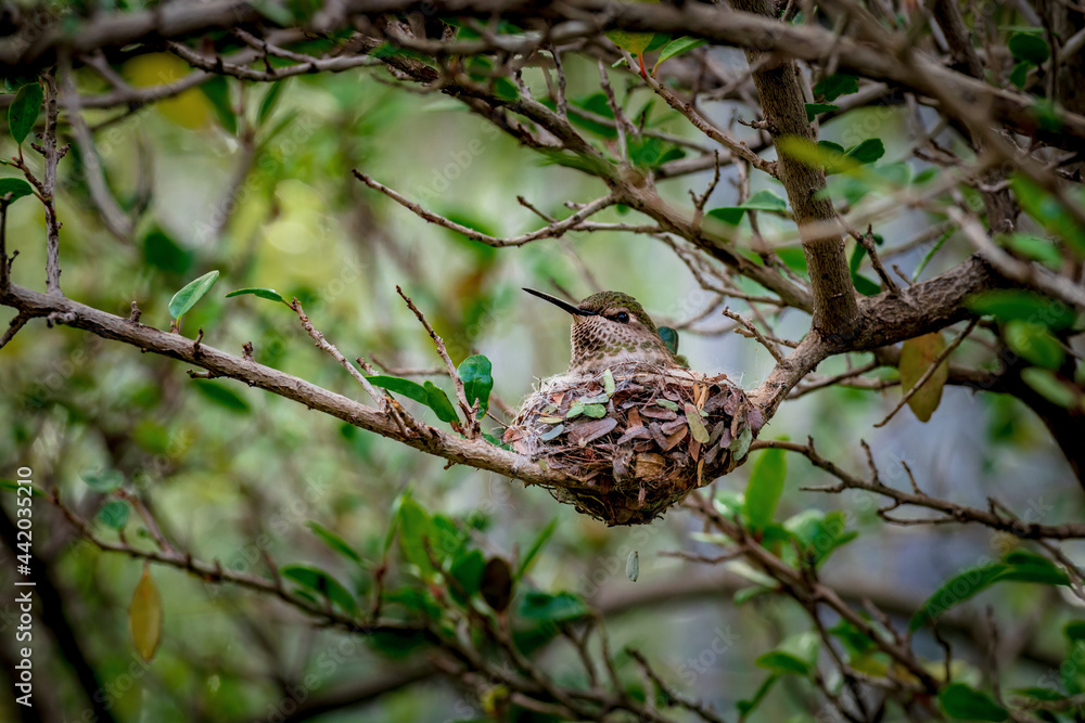 hummingbird on her nest in spring hummingbird on her nest in spring