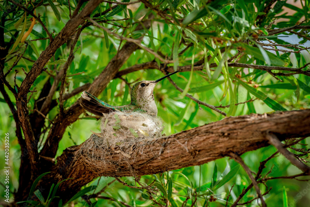 hummingbird on her nest