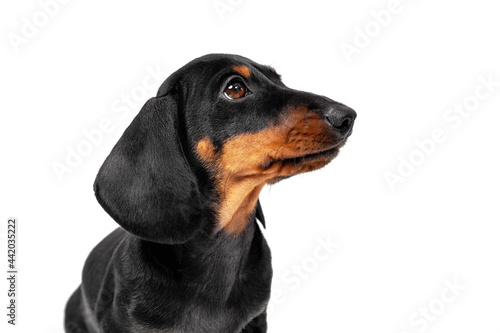 Cute small Dachshund puppy with long hanging ear and brown eyes looks up posing for camera on white background close view © Masarik