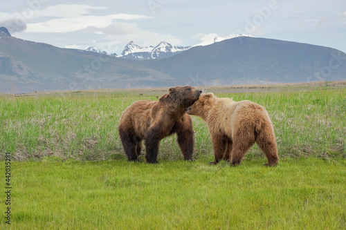 Alaska Peninsula Brown Bears Mating Ritual