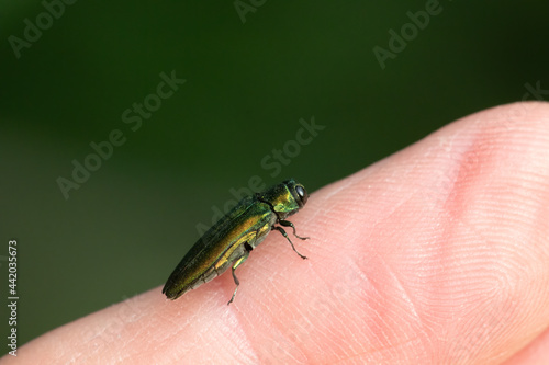 Emerald Ash Borer (Agrilus Planipennis) Sideview on Hand