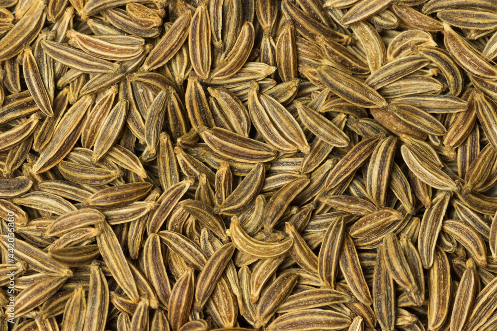 Cumin Cumin