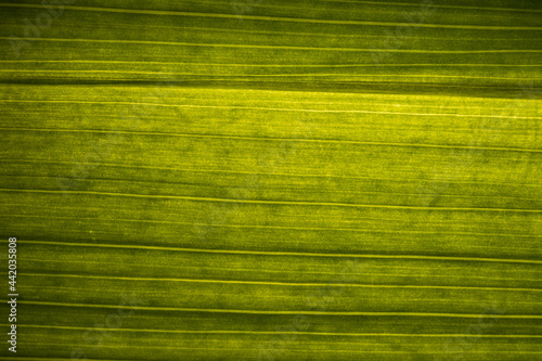 Green leaf highlighted from below, background