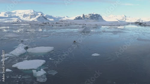 Zodiac Motor Boat in Icebergs, Following Aerial View. photo