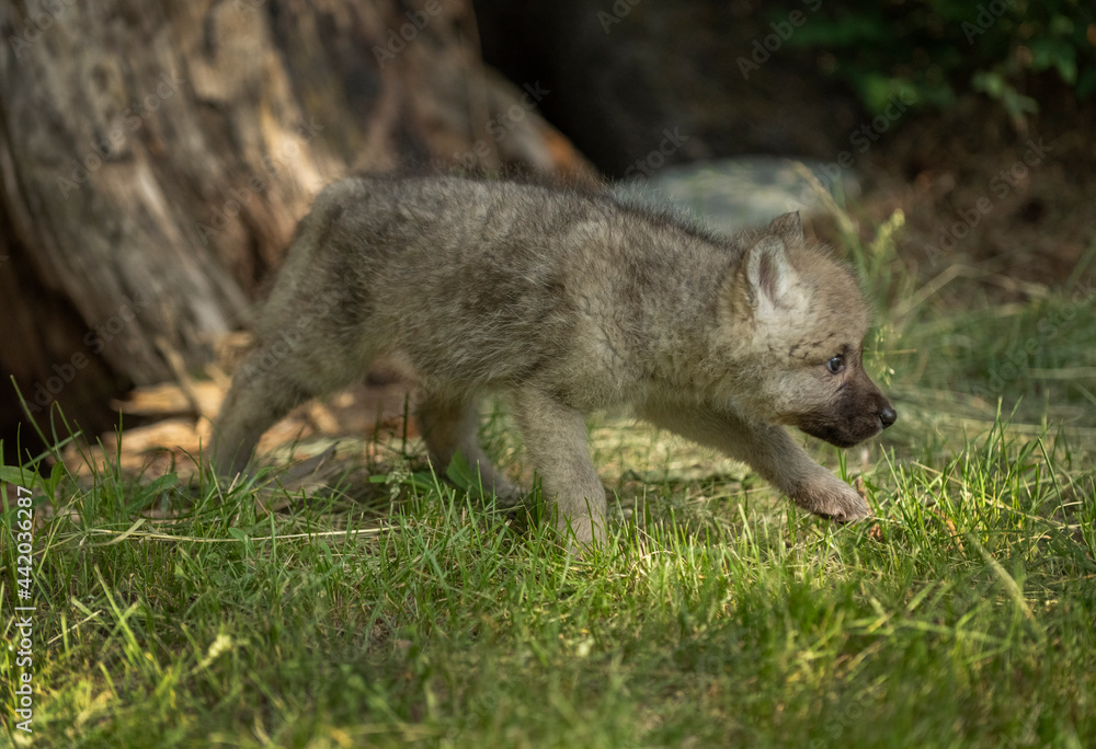 Wolf Cub emerging from the den