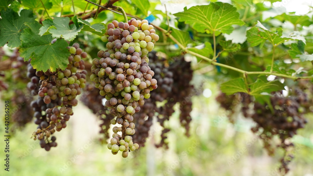 Large bunch of grape on the vine, Vineyards in autumn harvest. Ripe grapes in fall, fruit concept.