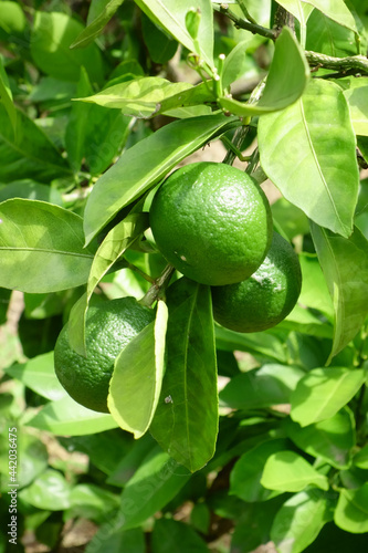 Wallpaper Mural 真夏の太陽光の炎天下、ミカン畑の青々としたオレンジ Torontodigital.ca