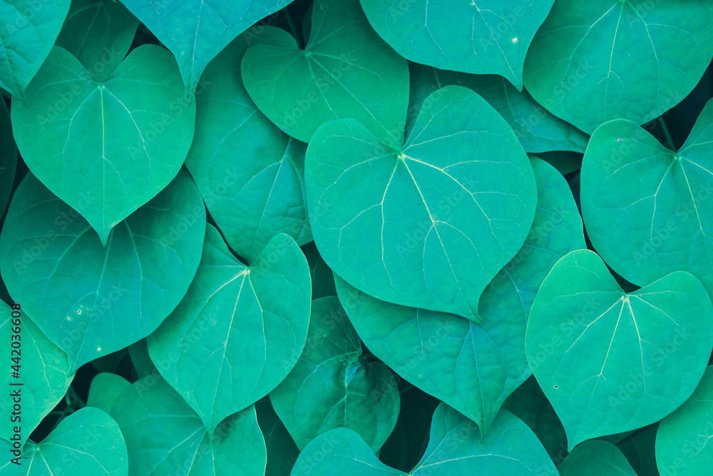 green leaves background green leaves background
