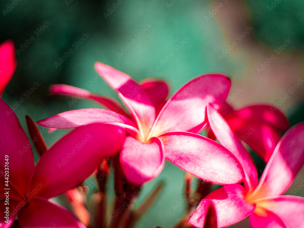 pink flower close up pink flower close up
