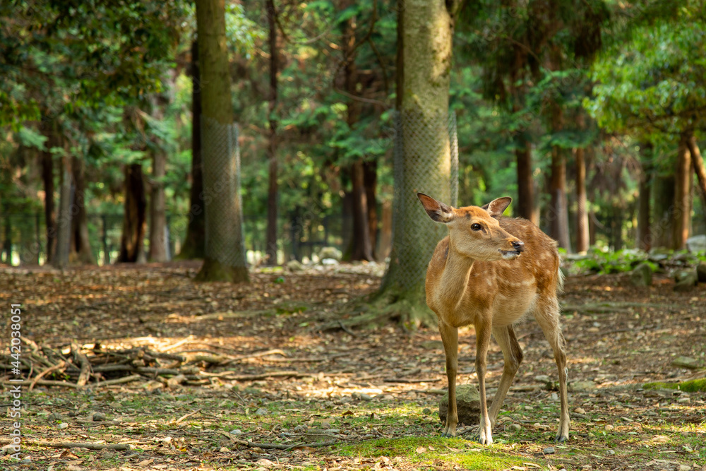 奈良観光-奈良公園にいる小鹿