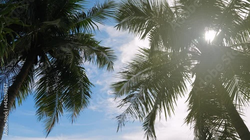 4K. footage Low view palm leaf with lighting from the sun. The silhouette of a palm tree fades, below view against the orange glow of the sun. Travel vacation video Concept.