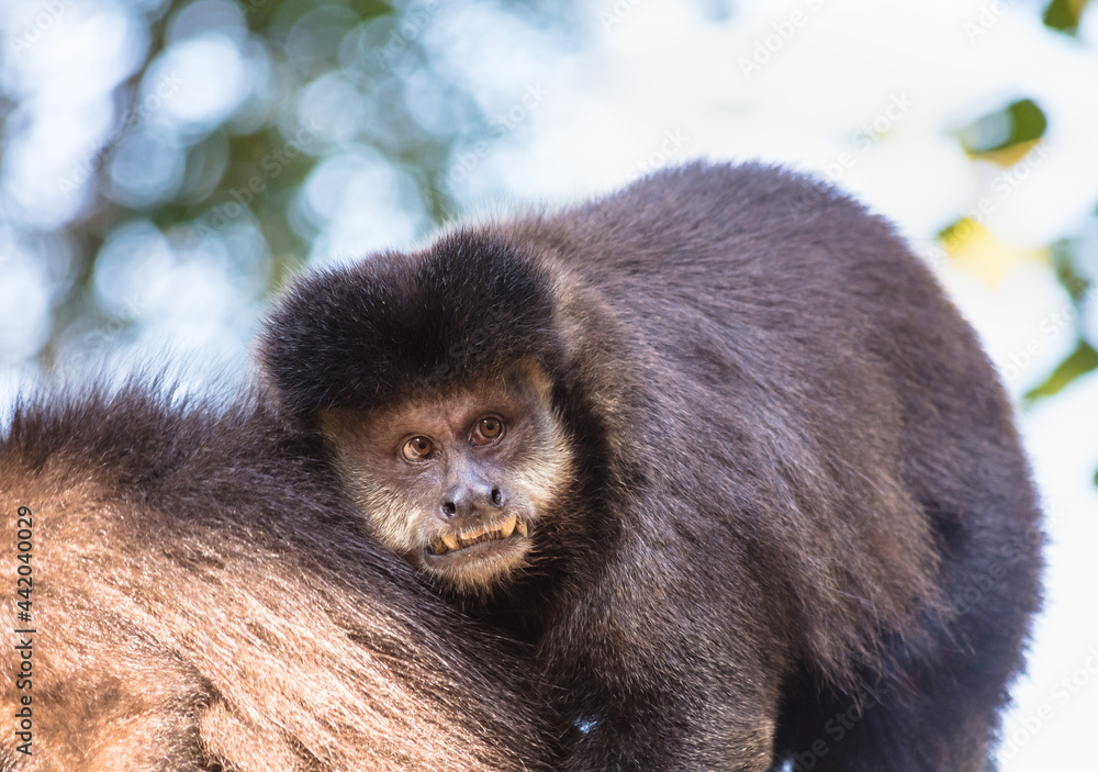 Fototapeta premium Close up de macaco-prego