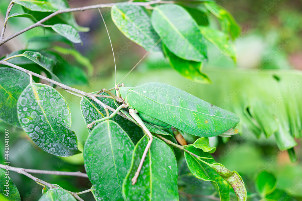 green leaf grasshopper It disguised itself to blend in with the leaves on which it lived.