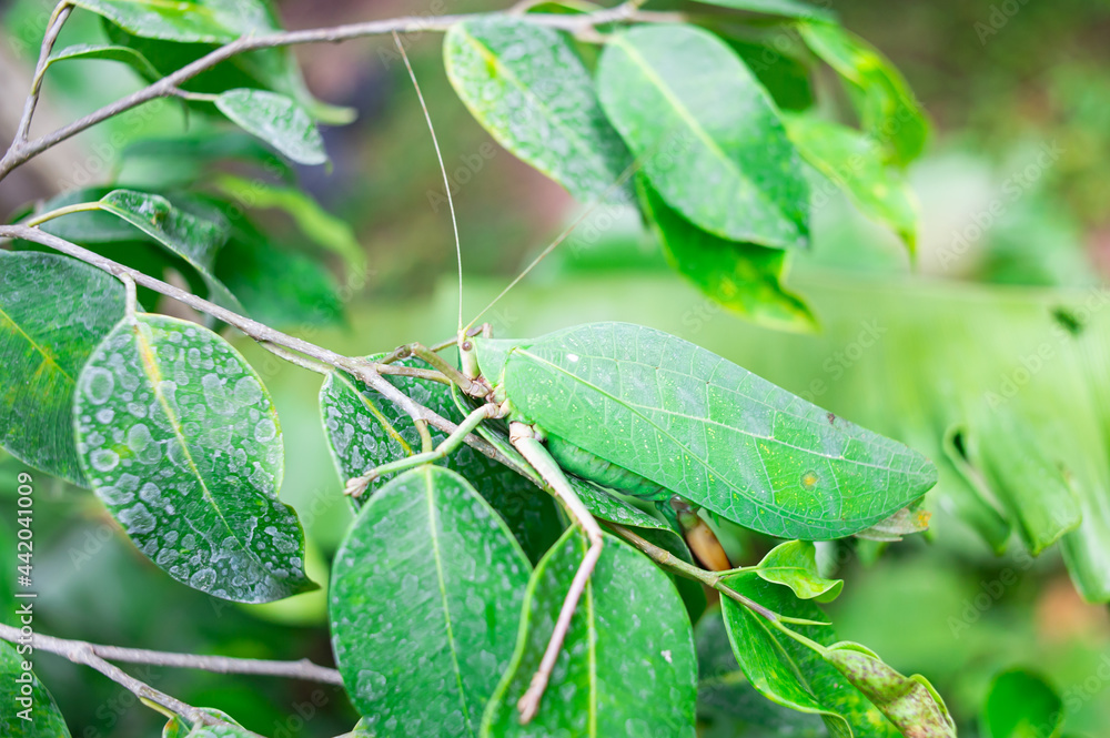 green leaf grasshopper It disguised itself to blend in with the leaves on which it lived. green leaf grasshopper It disguised itself to blend in with the leaves on which it lived.
