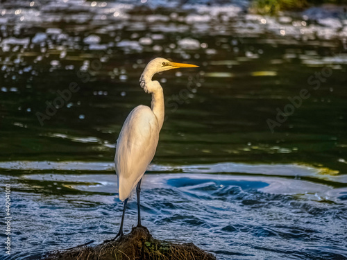 Egret © david hutchinson