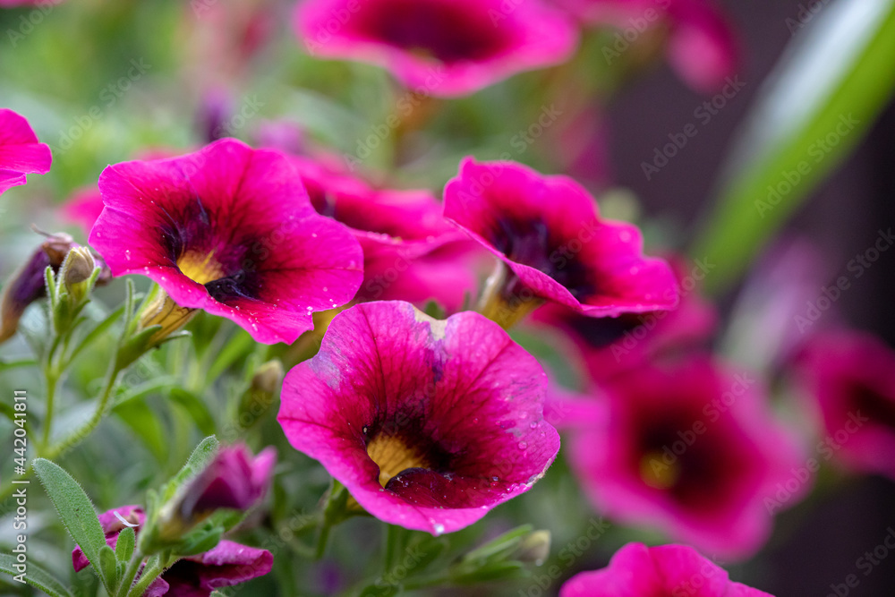 Fototapeta premium Hybrid Petunia