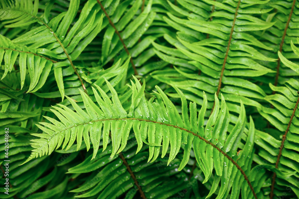 Green fern leaves