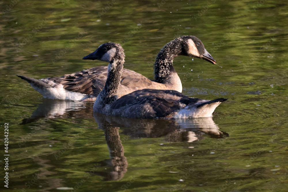 Canada Goose chicks almost full grown with adult colouring coming in with just a bit of downy feathers left to shed on head and neck in summer evening light Canada Goose chicks almost full grown with adult colouring coming in with just a bit of downy feathers left to shed on head and neck in summer evening light