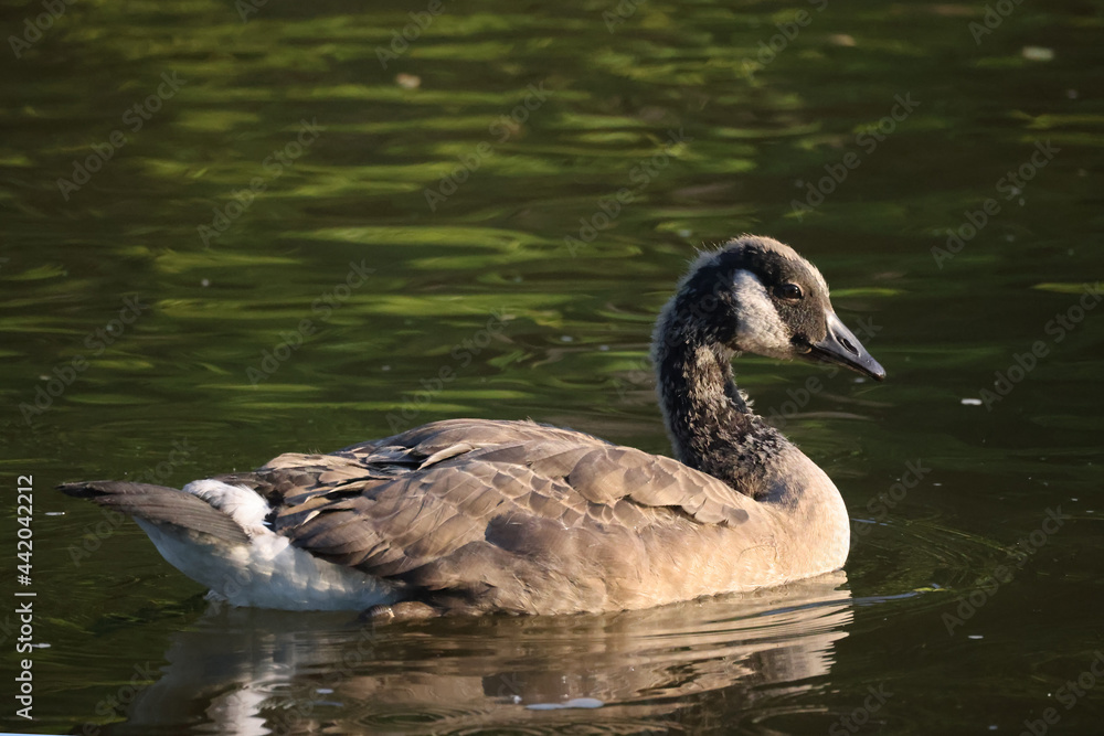 Canada Goose chicks almost full grown with adult colouring coming in with just a bit of downy feathers left to shed on head and neck in summer evening light
