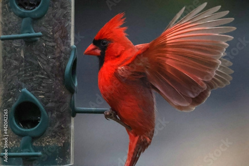 Fotótapéta Cardinal landing on bird feeder with spread wings