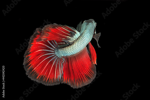 Bettas Siamese Fighting Fish