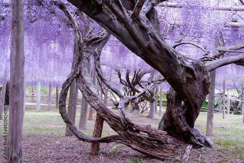  A magnificent view of the wisteria shelf in Kawachi Wisteria Garden, Kitakyushu City, Fukuoka Prefecture

 photo