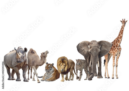 Group of animals isolated on white background.