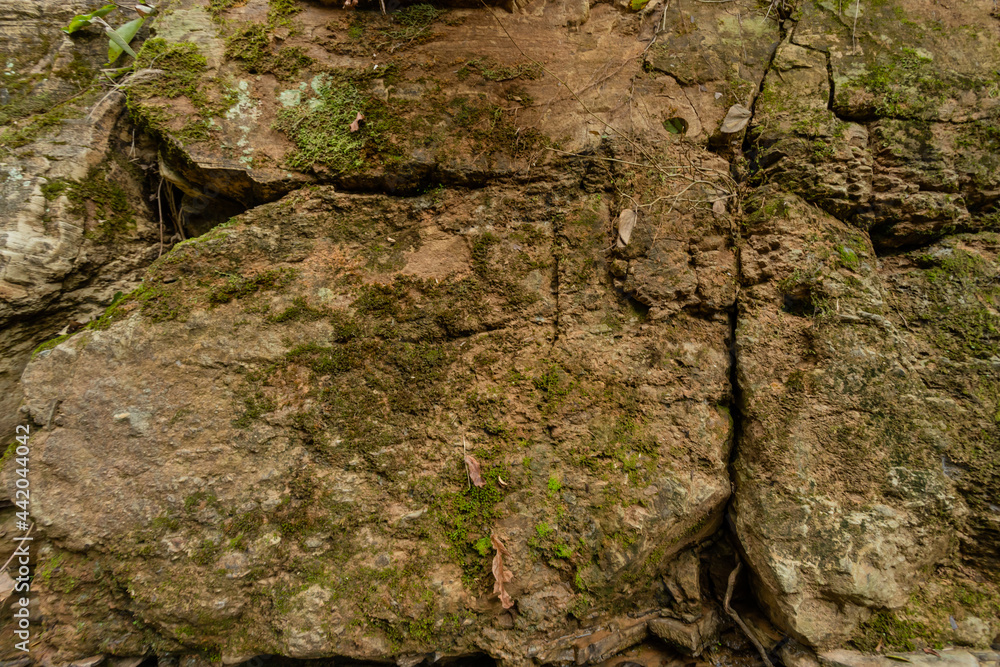Textura de roca con moho verde