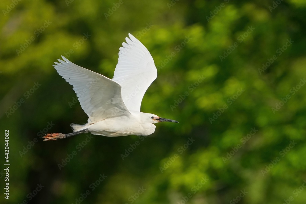 Obraz premium グリーンバックに優雅に飛ぶコサギの飛翔シーン