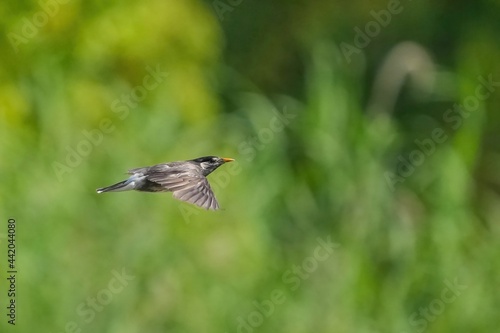 グリーンバックに飛ぶムクドリの飛翔シーン © Scott Mirror